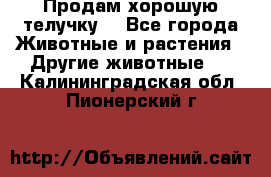 Продам хорошую телучку. - Все города Животные и растения » Другие животные   . Калининградская обл.,Пионерский г.